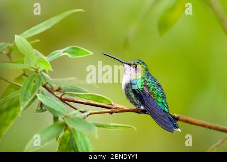 Uccello gobbo di woodninfa con corona verde (Thalurania fannyi) uccello gobbo adulta arroccato, Milpe, Ecuador. Foto Stock