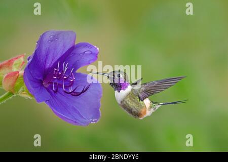 Colibrì di colibrì (Calliphlox mitchellii), maschio di colibrì che vola al fiore del giardino, Mindo Loma, Ecuador Foto Stock