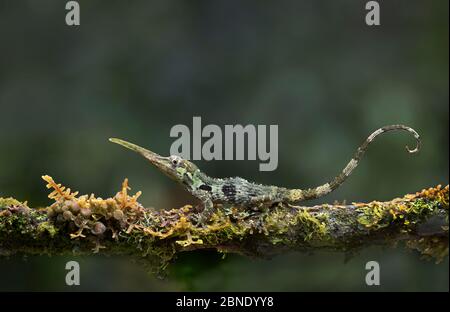 Pinocchio lizard (Anolis proboscide) maschio, Mindo, Ecuador. Condizioni controllate. Foto Stock