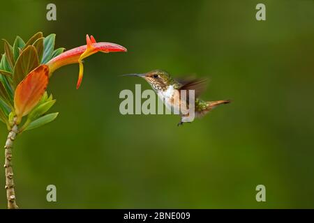 Colibrì del vulcano (Selasforus flammula) femmina adulta che vola a fiore, Talamanca Cordillera corsa, Sevegre Valley, Costa Rica Foto Stock