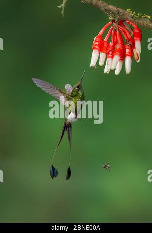 Racchetta-coda boscaiolo (Ocreatus underwoodii melanantherus) uccello gummingolo adulto maschio volare per nutrire da fiore,. Tandayapa, Ecuador Foto Stock