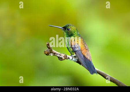 Colibrì di rame (Amazilia tobaci erythronotus) adulto, Asa Wright, Trinidad. Foto Stock