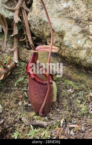 Pianta di caraffa (Nepenthes x kinabaluensis) una specie ibrida naturale. Monte Kinabalu, Sabah, Borneo. Foto Stock