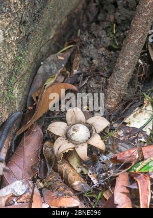 Earthstar fungus (Geastrum sp) nella foresta pluviale primaria, Sabah, Borneo Foto Stock