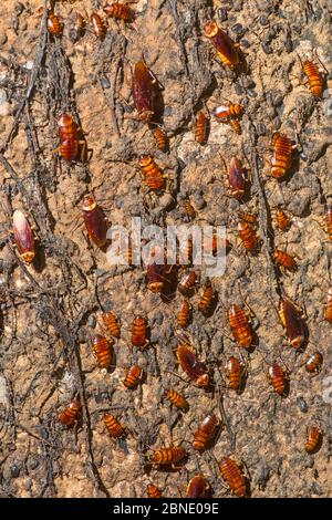 Scarafaggi americani (Periplaneta americana) sulla parete della grotta, Gomantong Cave, Sabah, Borneo Foto Stock