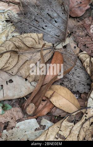 Seme alato di albero di Dipterocarp (Shorea sp.) su fondo di foresta, valle di Danum, Sabah, Borneo Foto Stock