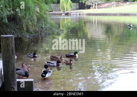 Cinque anatre maschili e tre femminili di Mallard che predano e nuotano in un grande stagno con alberi che sovrastano il bordo dello stagno Foto Stock