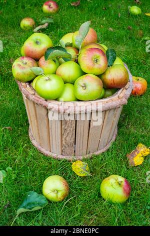 Mele Bramley (Malus domestica) in secchio di legno, Norfolk, Inghilterra UK. Ottobre Foto Stock