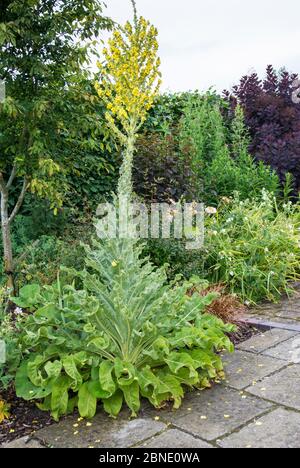 Milleina d'argento gigante (Verbascum bombyciriferum) in fiore pieno, Norfolk, Inghilterra UK. Luglio Foto Stock