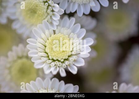 Bouquet di rose inglesi Foto Stock