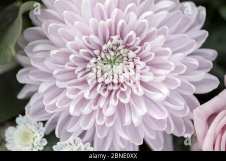Bouquet di rose inglesi Foto Stock