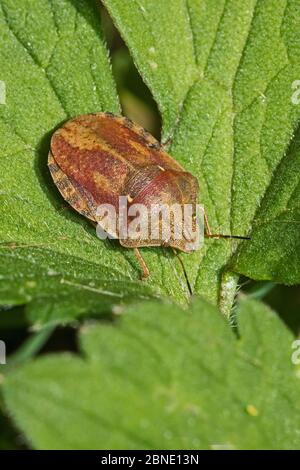 Tartaruga bug (Eurygaster testudinaria) sulla foglia, Sutcliffe Park Nature Reserve, Eltham, Londra, Inghilterra, giugno. Foto Stock