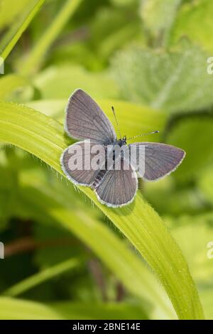Maschio piccola farfalla blu (Cupido minimus) poggiante con le ali aperte sulla foglia, Hutchinson's Bank, New Addington, Londra, Inghilterra, giugno. Foto Stock