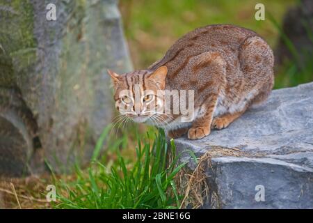 Maschio Rusty avvistato gatto, Sri Lanka razza (Prionailurus rupiginosus phillipsi) accovacciare su roccia, prigioniero, si verifica in Sri Lanka. Specie vulnerabile. Foto Stock