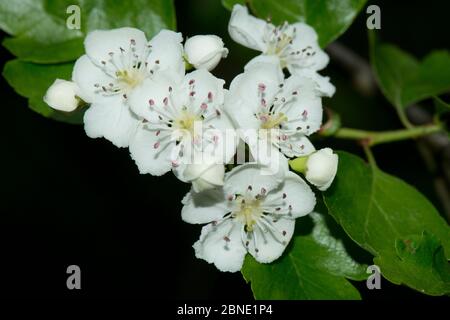 Il biancospino di Midland (Crataegus laevigata) in fiore, la riserva naturale di Tiddesley Wood, Worcestershire, Regno Unito, marzo. Foto Stock