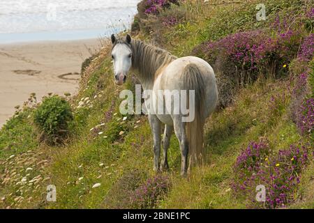 Pony gallese (Equus caballus) con vista sulla spiaggia e la Bell erica (Erica cinerea), St. David's Head, Pembrokeshire Coast National Park, P. Foto Stock