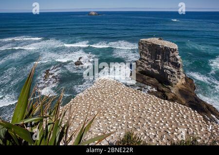 Colonia di gannet Australasian (serpente Morus) sulle cime della scogliera, Muriwai, Muriwai Regional Park, Auckland, Nuova Zelanda, ottobre 2011. Foto Stock