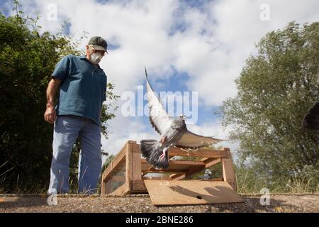 Pigeon fancier indossa una maschera protettiva guardando i suoi piccioni Racing (Columba livia) volare fuori da una cassa per un volo di allenamento di ritorno al loro lo Foto Stock