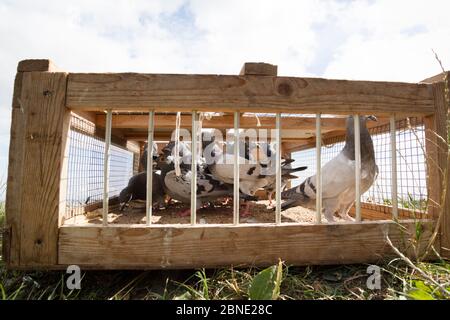 I piccioni da corsa (Columba livia) in una cassa che sta per essere rilasciata per un volo di addestramento di ritorno al loro loft, Goldcliff, Monbocchshire, Galles, Regno Unito, agosto. Foto Stock