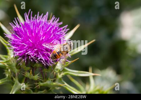 Maschio comune drone fly (Eristalis tenax) su un variegato / latte tistle (Silybum marianum) fiore, rapitori di Capo, Hawkes Bay, Nuova Zelanda, novembre. Foto Stock
