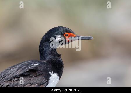 Scoglio di roccia (Phalacrocorax magellanicus) ritratto, isola della carcassa, Isole Falkland, Sud Atlantico, dicembre. Foto Stock