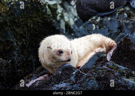 Foca leucarda antartica (Arctocephalus gazella) cuccia su roccia, Elsehul, Georgia del Sud, Atlantico del Sud, gennaio. Foto Stock