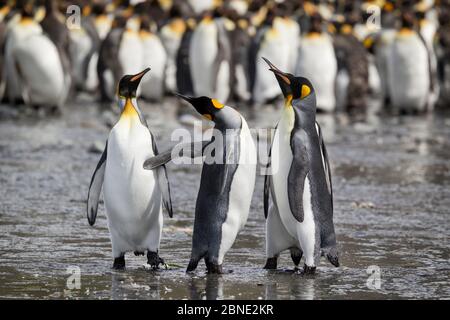 Quattro pinguini del re (Apptenodytes patagonicus) che squabling durante il corteggiamento, Porto dell'oro, Georgia del sud, Atlantico del sud, gennaio. Foto Stock
