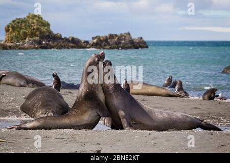 Due giovani foche dell'elefante del Sud (Mirounga leonina) giocano a combattere sulla spiaggia, con i pinguini del Re (Atenodytes patagonicus) sullo sfondo, Gold Foto Stock