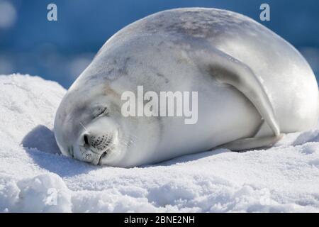 La foca del Crabbeater (Lobodon carcinophaga) che dormiva su ghiaccio di mare, porto di Neko, Penisola Antartica, Antartide, gennaio. Foto Stock