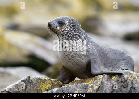 Foca da pelliccia antartica (Arctocephalus gazella) su rocce costiere, Salisbury Plain, Georgia del Sud, Atlantico del Sud, gennaio. Foto Stock