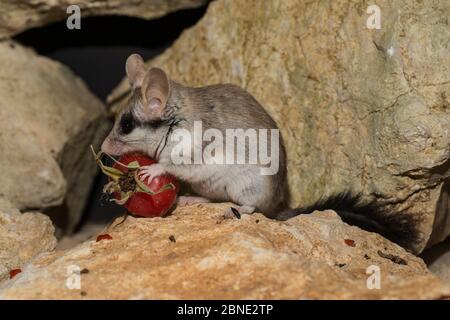 Femmina asiatico giardino dormouse (Eliomys melanurus) l'alimentazione su rosa anca su roccia, Captive, si verifica in Medio Oriente e Nord Africa orientale. Foto Stock