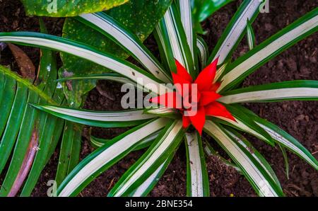 Primo piano di un fiore di bromelia in fiore, specie di piante tropicali dall'America Foto Stock