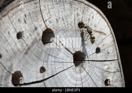 Mason wasp / Potter wasp (Ancistrocerus sp.) ispezionando un buco di nido in un tronco perforato all'interno di un hotel di insetto, Gloucestershire giardino, Regno Unito, aprile. Foto Stock