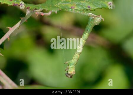 Ramoscello verde che imita la falesia geometrida (Geometridae) appesa a una foglia di bramble mentre si prepara a pupate, GWT Lower Woods Reserve, Glouceste Foto Stock