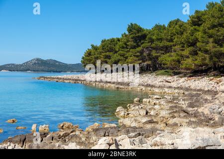 La spiaggia di ciottoli con una pineta nei pressi di Pakostane a Dalmacija Foto Stock