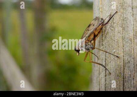 Snipe fly o Downlooker fly (Rhagio scoulopacea) arroccato su un palo recinto in cerca di preda di volo, Wiltshire, Regno Unito, giugno. Foto Stock