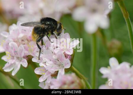 Femmina Narcissus bulbo fly / grande narcissus fly (Merodon equestris) un mimico del bumblebee dalla coda rossa (Bombus lapidarius) che si nectaring sul mare THRFT ( Foto Stock