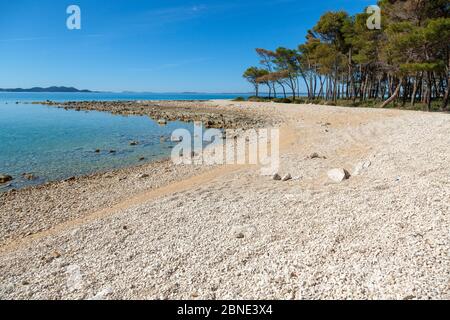 La spiaggia di ciottoli con una pineta nei pressi di Pakostane a Dalmacija Foto Stock