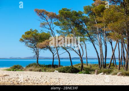 La spiaggia di ciottoli con una pineta nei pressi di Pakostane a Dalmacija Foto Stock