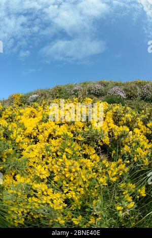 Cespugli comuni di gola (Ulex europaeus) e la fioritura del mare (Armeria maritima) che fiorisce su una cima di scogliera, Widemouth Bay, Cornovaglia, Regno Unito, maggio. Foto Stock