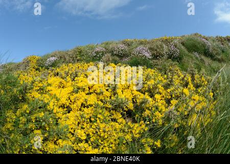 Cespugli comuni di gola (Ulex europaeus) e la fioritura del mare (Armeria maritima) che fiorisce su una cima di scogliera, vista fisheye, Widemouth Bay, Cornovaglia, Regno Unito, maggio. Foto Stock