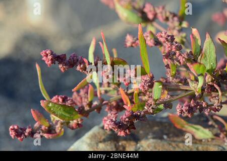 Orache di lievito di lancia (Atriplex prostrata) fiorendo in alto su una spiaggia sabbiosa, vicino Bude, Cornovaglia, Regno Unito, settembre. Foto Stock