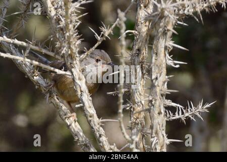 Dartford Warbler (Sylvia undata) femmina che sbirciano da un cespuglio di Gorse morto, Bicton Common, Exmouth, Devon, Regno Unito, giugno. Foto Stock