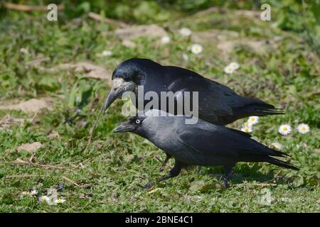 Jackdaw (Corvus monidula) che forava su un prato accanto a un Rook (Corvus frugilegus), Gloucestershire, Regno Unito, aprile. Foto Stock