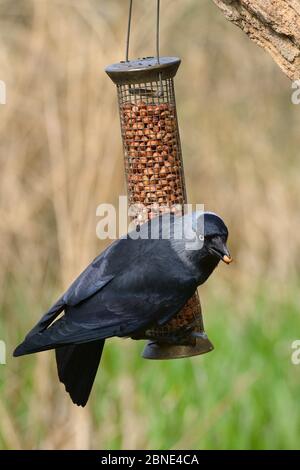 Jackdaw (Corvus monidula) appollaiato su un alimentatore di uccelli con una arachidi nel suo becco, Gloucestershire, Regno Unito, aprile. Foto Stock