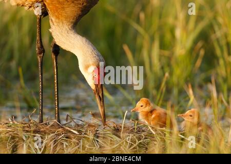 Gru di Sandhill ( Gruus canadensis) con due pulcini appena sbattuti su un nido in un pascolo allagato. Sublette County, Wyoming, Stati Uniti. Maggio. Foto Stock