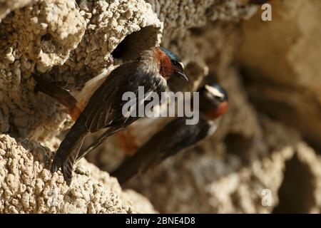 Scialagiolo (Petrochelidon pirrhonota) al nido. Sublette County, Wyoming, Stati Uniti. Giugno. Foto Stock