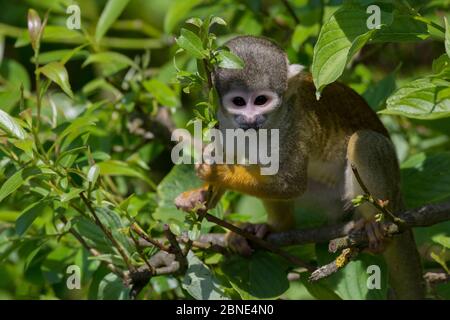 Boliviano / scimmia scoiattolo a testa nera (saimiri boliviensis) in cattività, si verifica in Bolivia, Brasile e Perù. Foto Stock