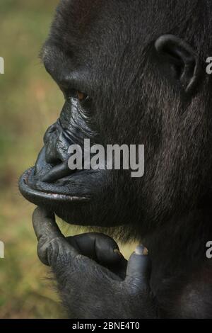 Gorilla della pianura occidentale (gorilla gorilla) con il dito sul mento, in cattività, si verifica in Africa centrale. Criticamente minacciato. Foto Stock