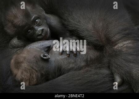 Western Lowland gorilla (Gorilla gorilla gorilla) bambini gemelli di età 45 giorni, riposanti fianco a fianco nelle braccia della madre, in cattività, si verifica in Africa Centrale. Foto Stock